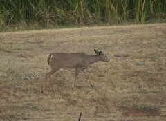 Odocoileus virginianus texanus