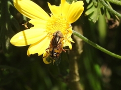 Eristalinus punctulatus