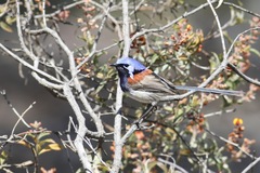 Eopsaltria griseogularis