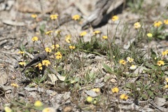 Goodenia trinervis