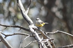 Eopsaltria griseogularis