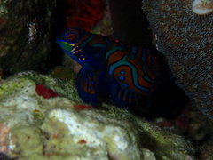 Synchiropus splendidus