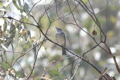 Eopsaltria griseogularis