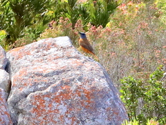 Monticola rupestris