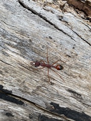 Myrmecia nigriscapa