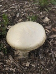 Agrocybe