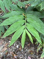 Zingiber kawagoii