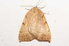 Sestra humeraria