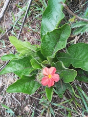 Crossandra greenstockii
