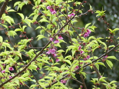Prunus campanulata