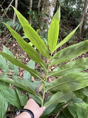 Zingiber kawagoii