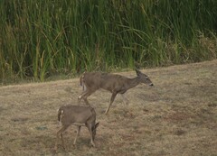 Odocoileus virginianus texanus
