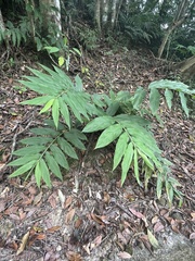 Zingiber kawagoii