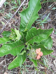 Crossandra greenstockii