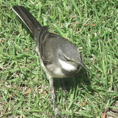 Motacilla capensis capensis