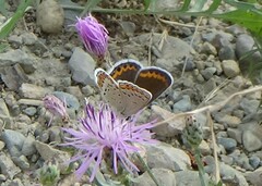 Plebejus melissa