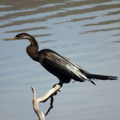 Anhinga rufa rufa