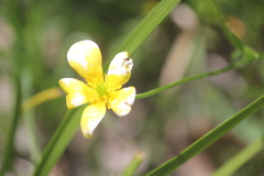 Ranunculus lappaceus