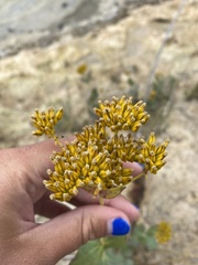 Flaveria chlorifolia