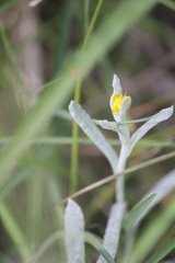 Chrysocephalum apiculatum