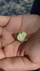 Pyrisitia lisa centralis