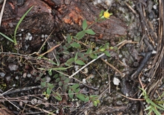Hypericum gramineum