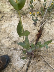 Flaveria chlorifolia
