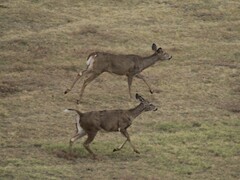 Odocoileus virginianus texanus
