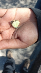 Pyrisitia lisa centralis