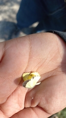 Pyrisitia lisa centralis