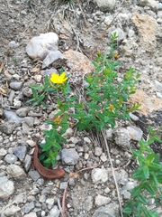 Hypericum aethiopicum