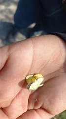 Pyrisitia lisa centralis