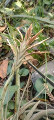 Tillandsia didisticha