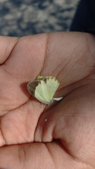 Pyrisitia lisa centralis