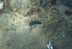 Phyllidiella pustulosa