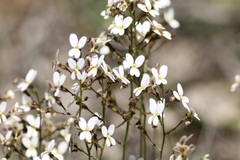 Stylidium piliferum