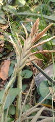 Tillandsia didisticha