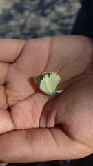 Pyrisitia lisa centralis