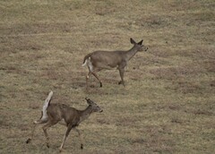 Odocoileus virginianus texanus