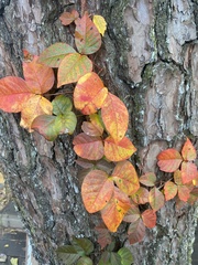Toxicodendron orientale