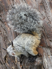 Sciurus stramineus