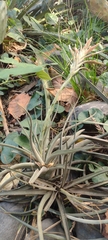 Tillandsia didisticha