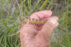 Microdon dubius