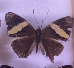 Colobura dirce