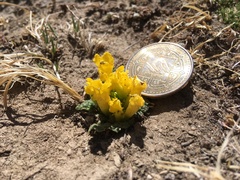Scrophularia wattii