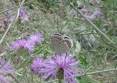 Plebejus melissa