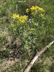 Senecio eremophilus