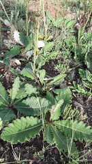 Berkheya radula