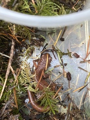 Ensatina eschscholtzii