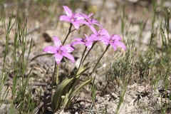 Elythranthera emarginata